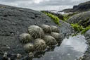 Limpet Adaptations: How These Tiny Rock-Clingers Survive the Waves