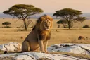 Marvelous Facts About Lions That Kids Will Relish Reading