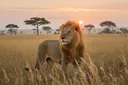 Lion Habitat: Where Do Lions Live?