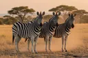 A Stunning List of 20 Black-and-White Animals