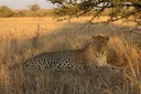 Animals That Use Protective Coloration