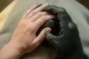 List of Animals With Opposable Thumbs (With Pictures)