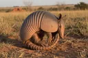 List of Animals With Protective Armor