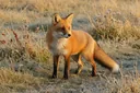 A Complete List of Different Types of Foxes, With Pictures