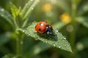 A List of Different Types of Ladybugs, With Pictures | Animal Sake