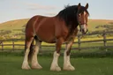 A Full List of Draft Horse Breeds