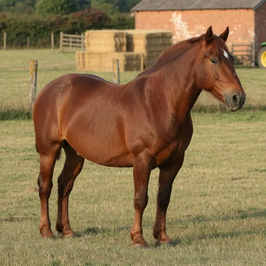 A solid chestnut Suffolk Punch horse standing in a field