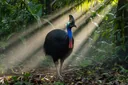 List of Endangered Australian Animals (A, Z, With Pictures)
