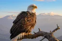 National Animals of the World