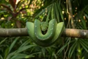 List of Nonvenomous Snakes With Pictures