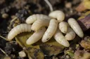 Stunning Facts About the Maggot Phase in the Life Cycle of a Fly