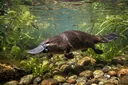 Mammals That Lay Eggs