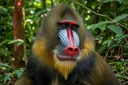 Facts About the Astoundingly Colorful Mandrills