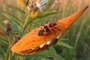 A Detailed Explanation of the Life Cycle of a Milkweed Bug