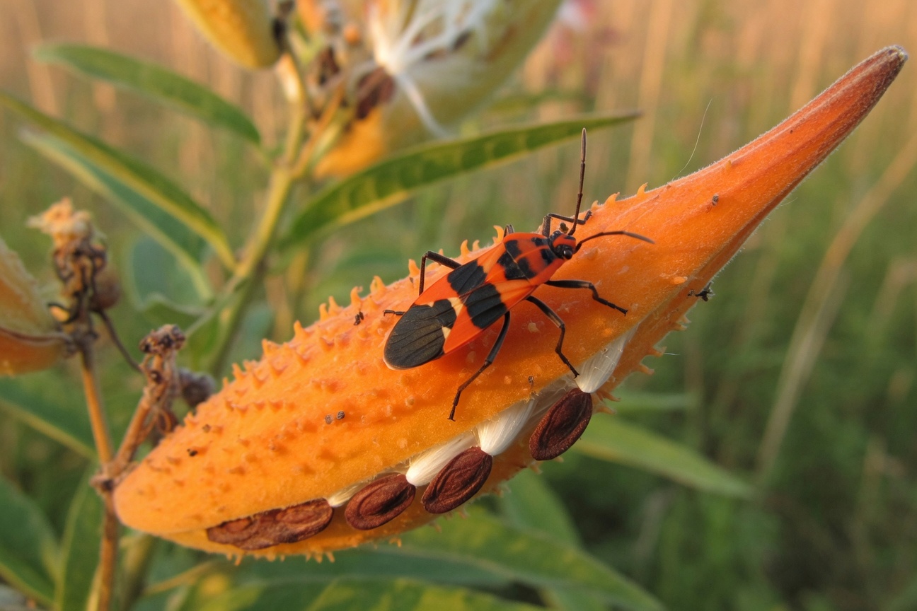 A red and black milkweed bug crawls on an open orange milkweed pod revealing seeds.