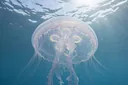 Fantastic Facts About the Moon Jellyfish (Aurelia Aurita)