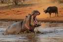 The Top 10 Most Aggressive Animals in the World