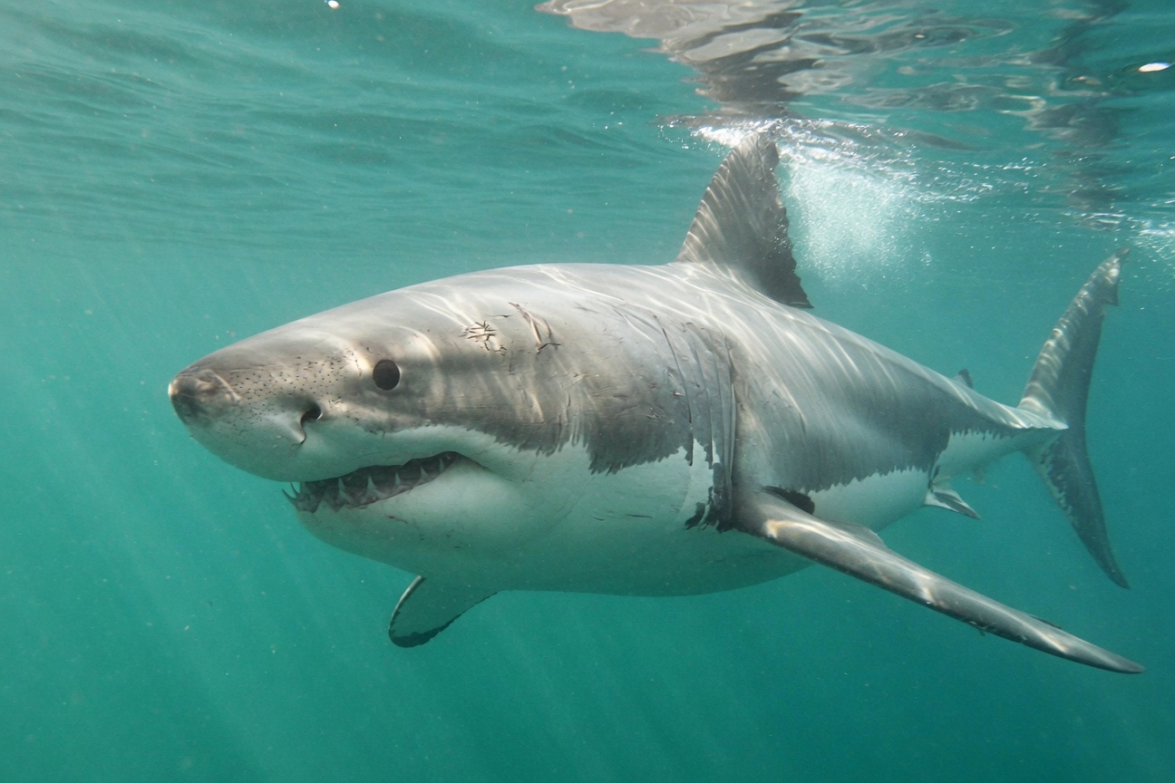A great white shark swims near the surface of turquoise ocean water with its mouth slightly open.