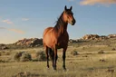 Facts About the Free-spirited and Intelligent Mustang Horse