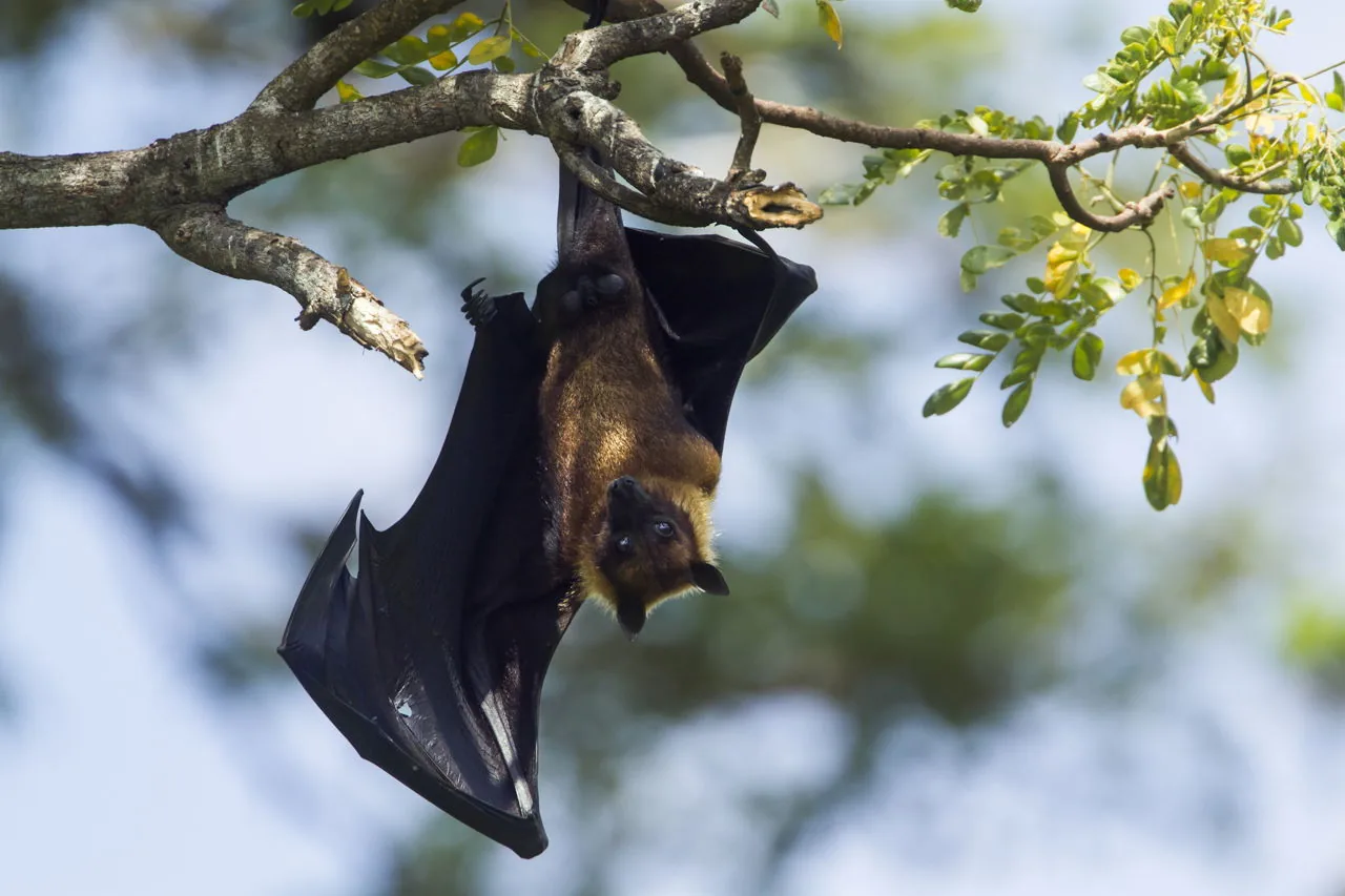 An Indian flying fox bat hanging upside down from a tree branch by day