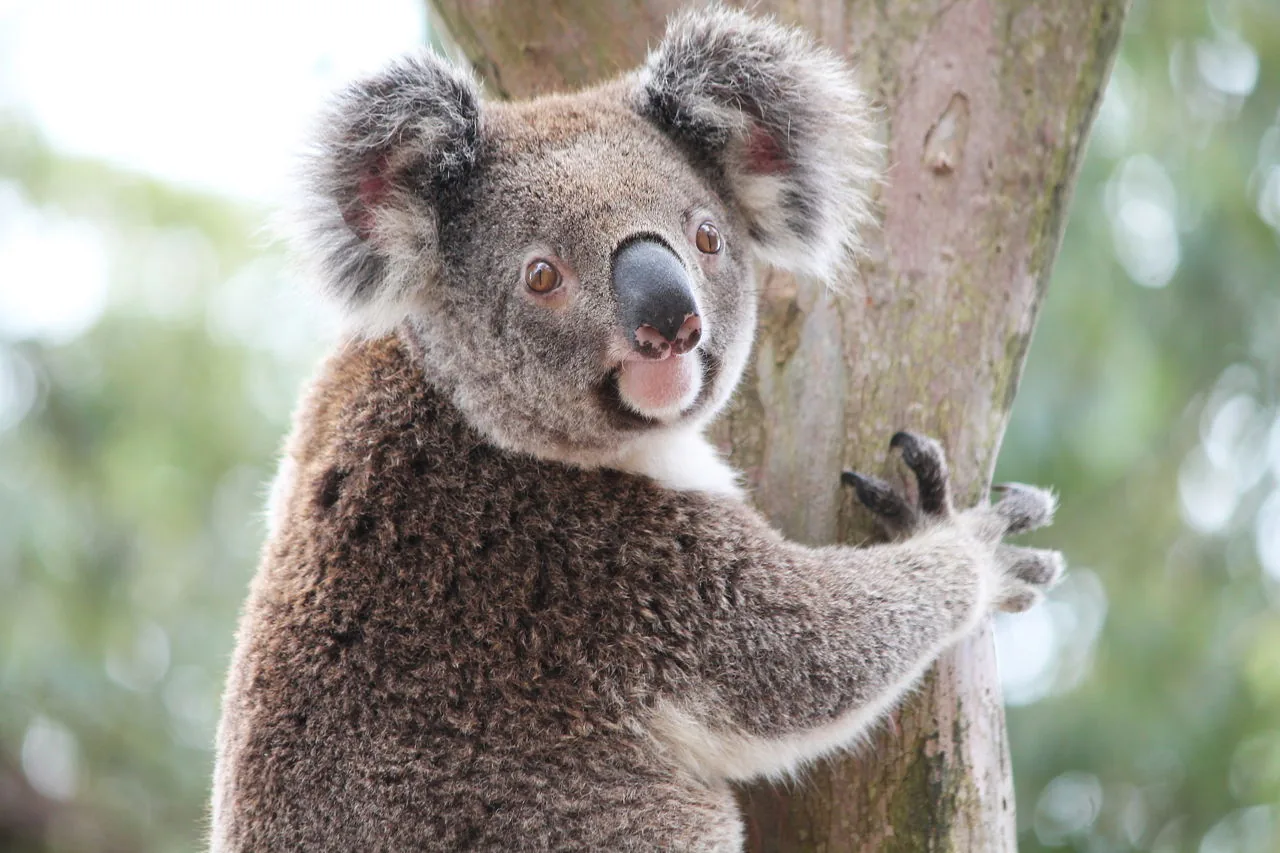 A koala resting in the fork of a eucalyptus tree