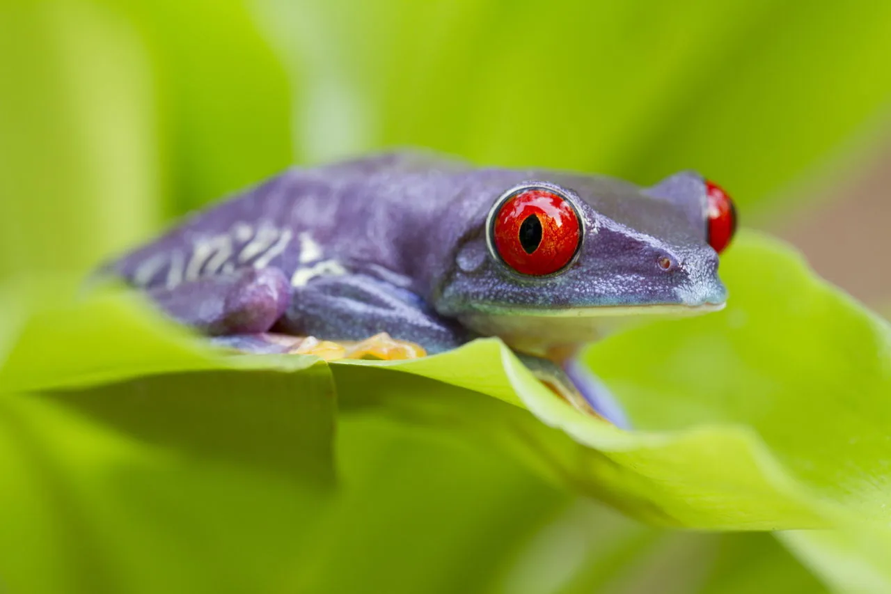A bright green red-eyed tree frog perched on a leaf at night