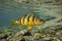 Perch Fish Facts