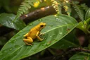 Poison Dart Frog Facts