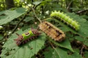5 Poisonous Caterpillars You Didn't Know About