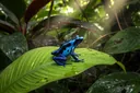 Small But Deadly: 4 of the Most Poisonous Frogs in the Wild