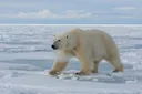 Polar Bear Adaptations