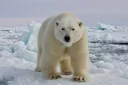 Polar Bear Facts for Kids