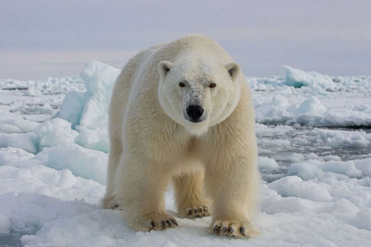 A polar bear walks across a snowy ice floe looking directly at the camera.