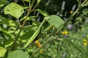 Praying Mantis Habitat: Exploring Where These Insects Dwell