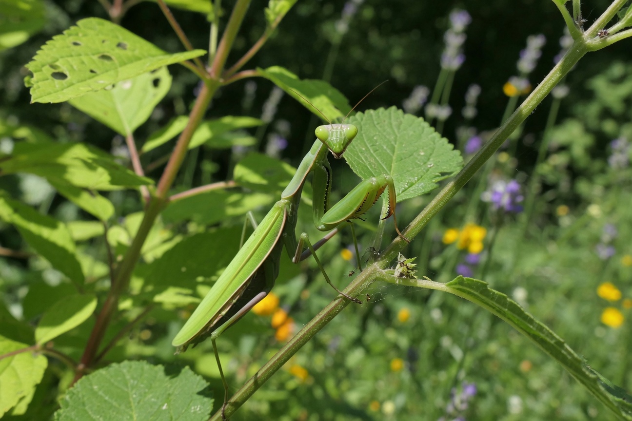 A green praying mantis perches on a plant stem amidst green leaves and blurred purple and yellow wildflowers.