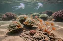 Precambrian Animals