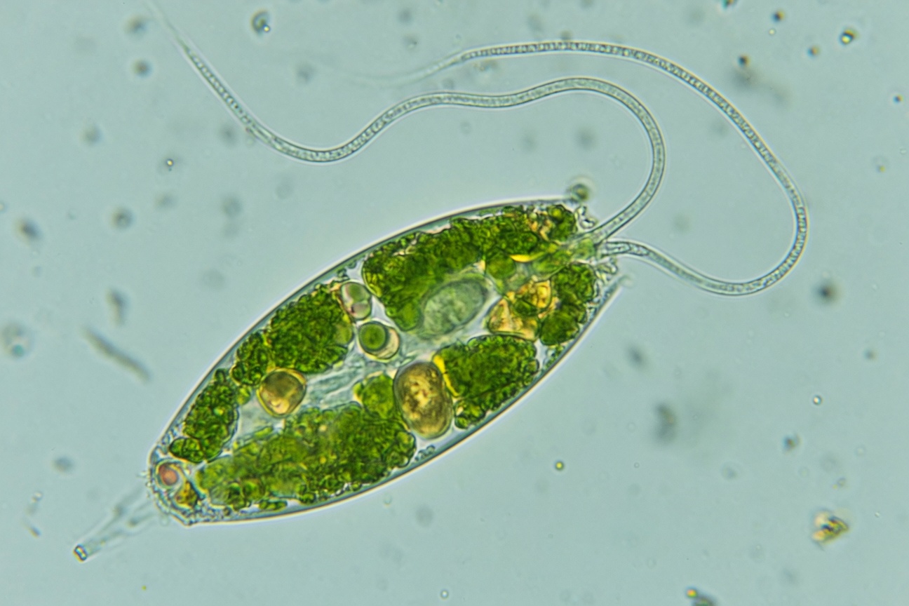 A green Euglena protist with long flagella and visible chloroplasts is viewed under a microscope.