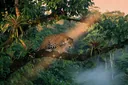 Spectacular Rainforest Animal Adaptations You Simply Gotta See