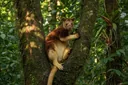 Random Facts About Tree Kangaroos You Really Can't Ignore