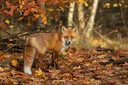 Jaw-dropping Facts About the Red Fox