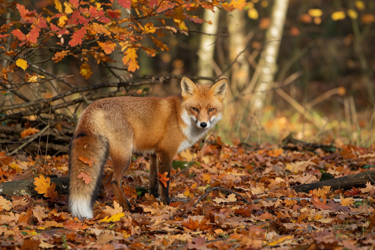 A red fox with a bushy white-tipped tail stands in a forest covered in fallen autumn leaves, looking at the camera.