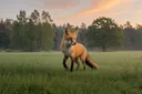 Red Fox Habitat: Places Where These Cunning Carnivorans Live