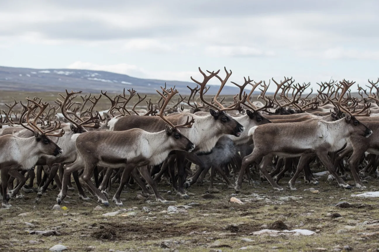 A large reindeer herd moving across open Arctic tundra, dozens of animals with antlers raised
