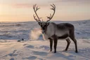 Reindeer Facts