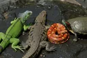 Characteristics of Reptiles Explained with Pictures