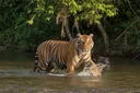 Save Tigers from Extinction