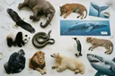 Scientific Names of Animals