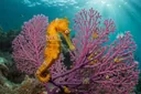 39 Seahorse Facts That Will Change Your Perception About Them