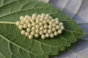 Important Stages in the Life Cycle of a Silkworm