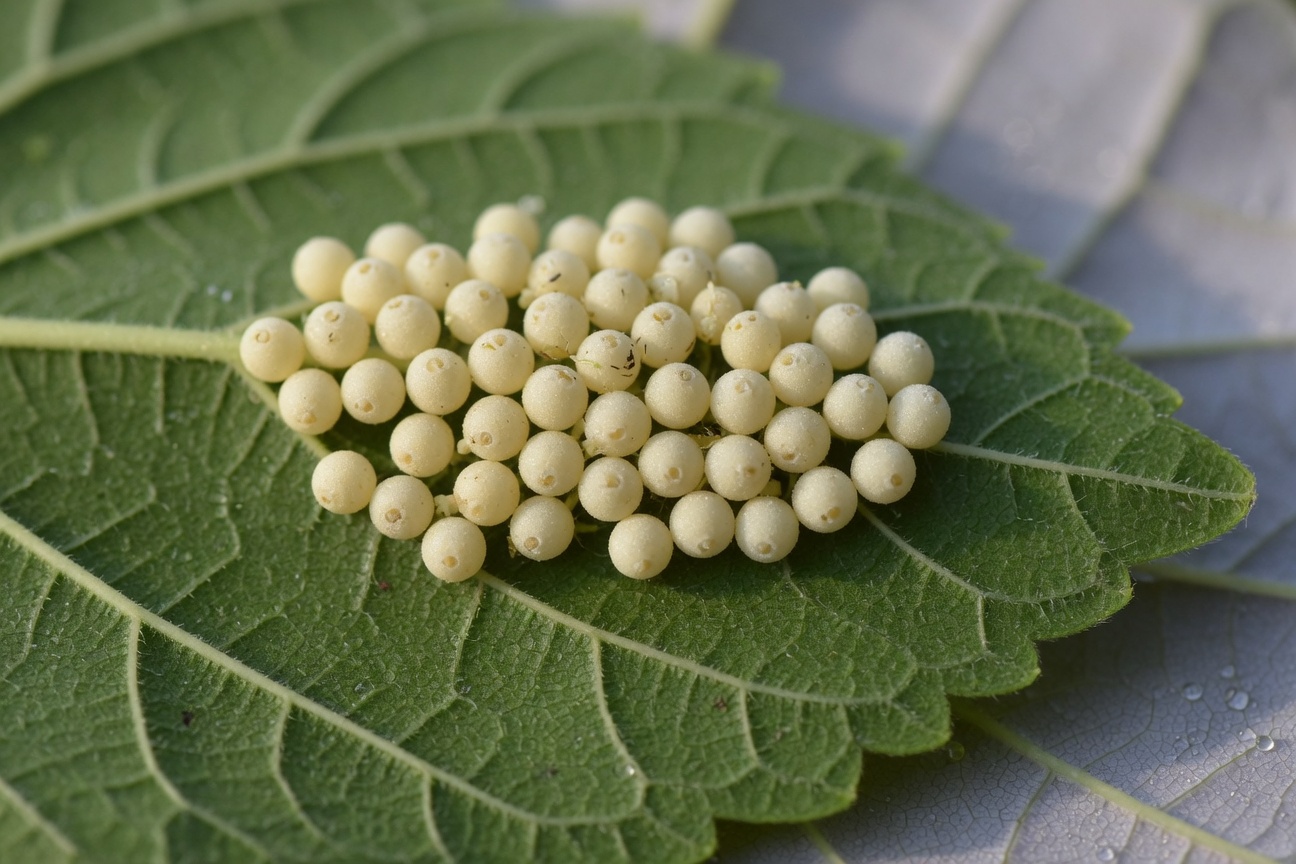 A cluster of tiny white silkworm eggs rests on a green leaf.